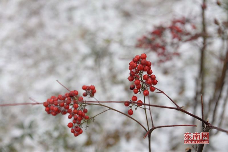 李宏图 雪景