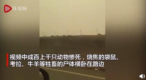 记者实拍澳洲山火惨烈景象 路边动物尸体堆积如山