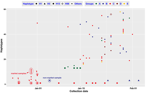 　图2. 新型冠状病毒单倍型的样品采集时间情况	。红色圈的样品是确认与华南海鲜市场有关；蓝色圈的样本确认与海鲜市场无关。