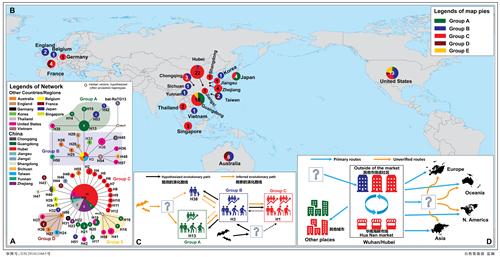 图1. 新型冠状病毒58种单倍型的演化关系和地理分布格局（A	，B），单倍型之间的可能演化关系（C），以及新型冠状病毒的可能传播和扩散路线(D)。A和B圆圈中的数据是样本数量。