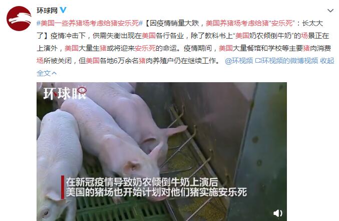 因疫情销量大跌 美国一些养猪场考虑给猪安乐死