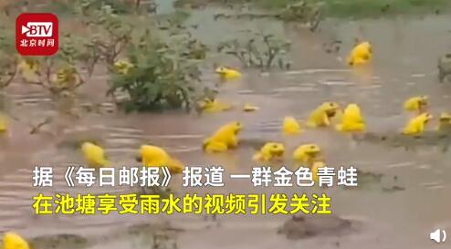 印度现金色青蛙群 专家：是雄蛙为求偶变的色