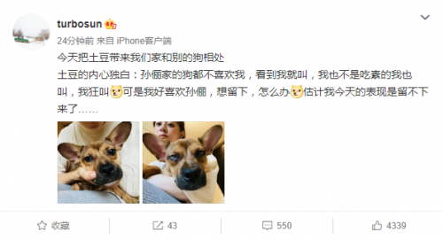  孙俪领养流浪狗 合影时狗狗大翻白眼表情生无可恋