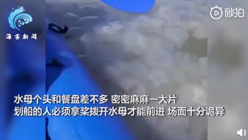 乌克兰巨大水母群覆盖海面 四面环绕船只寸步难行