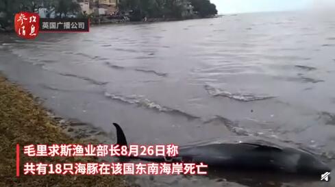 18只海豚死于毛里求斯东南海岸 正调查真正死因