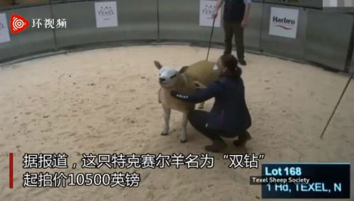 世界上最贵的羊332万元成交 由三位农场主合伙买下