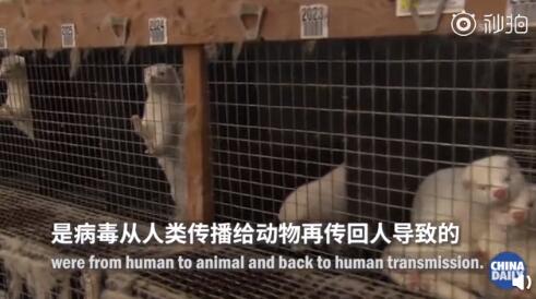 荷兰证实新冠病毒动物传人传播链 已捕杀100多万只水貂