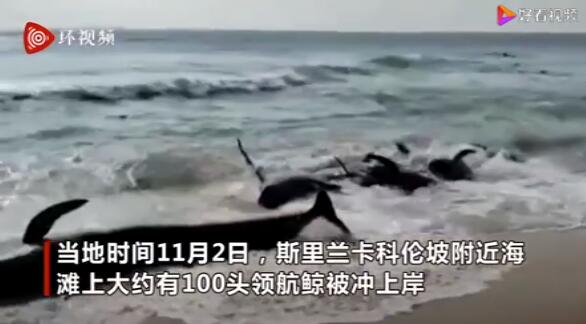 上百头鲸鱼在斯里兰卡搁浅 民众联手救援