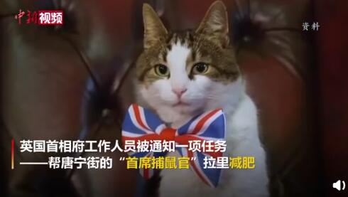 唐宁街首席捕鼠官疫情期间胖了 兽医建议减肥