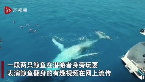 澳大利亚两只座头鲸在浮潜者旁边嬉戏 表演翻身亮肚皮