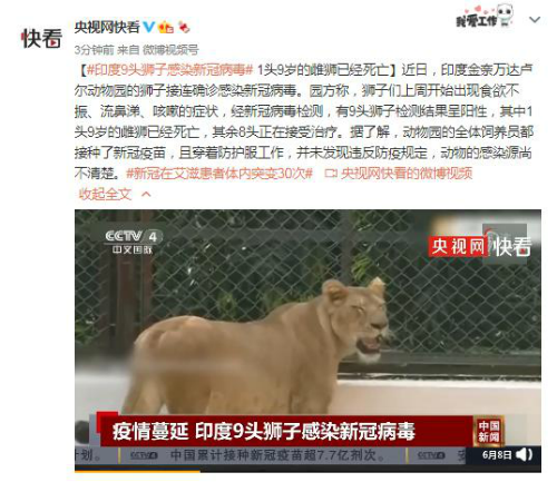 印度9头狮子感染新冠1头死亡