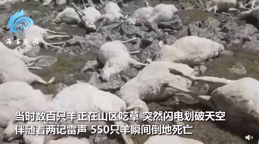 550只羊吃草时被雷瞬间劈死 牧羊人也因雷击失去意识