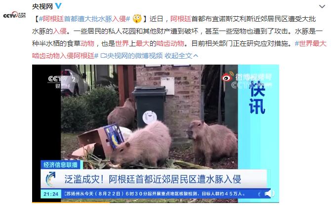 世界最大啮齿动物入侵阿根廷 首都遭大批水豚入侵