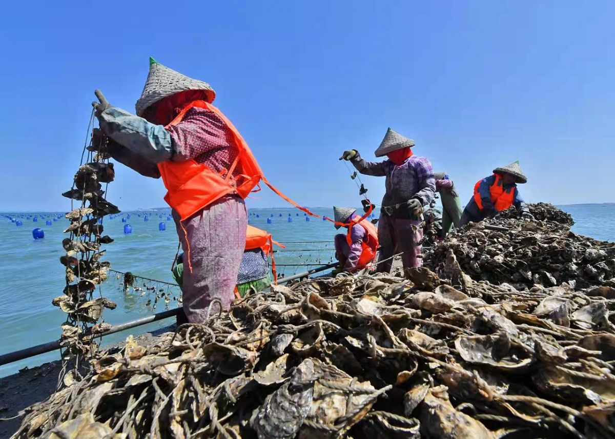 海蛎苗投入大海