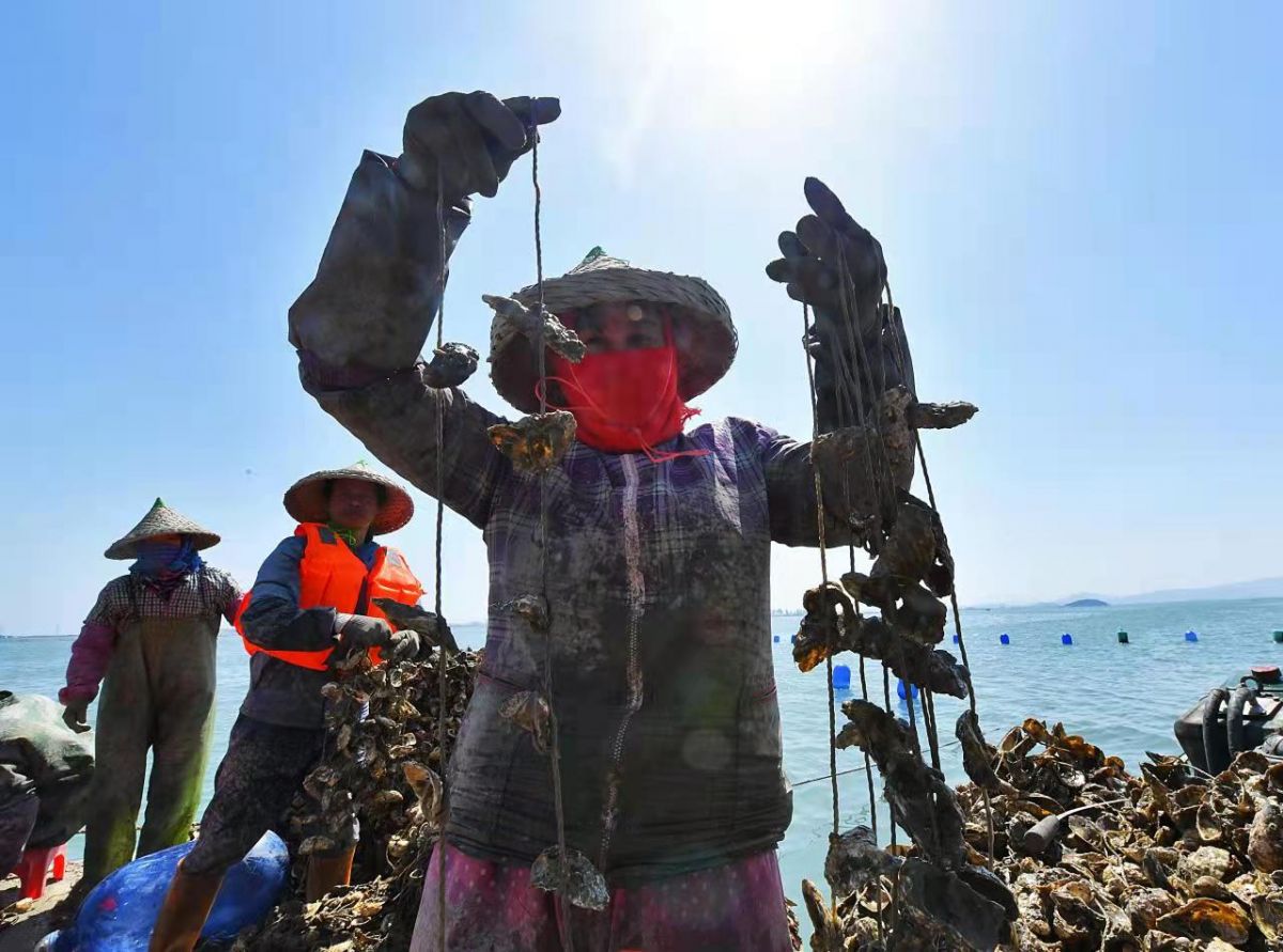 渔民显示投放的海蛎苗