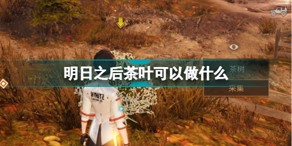 明日之后茶叶可以做什么?明日之后茶叶食谱推荐