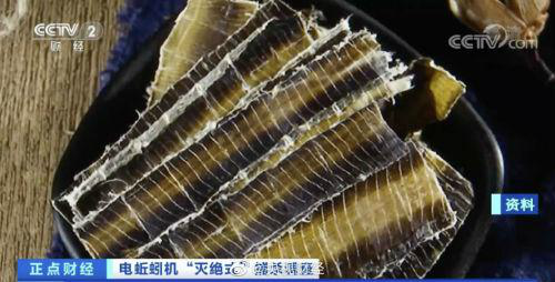 蚯蚓干价格暴涨 蚯蚓遭灭绝式捕杀