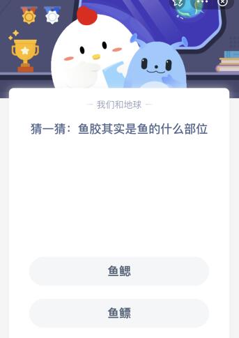 鱼胶是鱼的哪个什么部位？蚂蚁庄园 鱼胶是鱼的鱼鳃还是鱼鳔