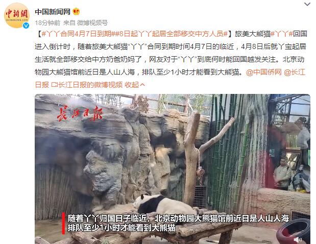 丫丫合同4月7日到期 8日起丫丫起居全部移交中方人员