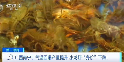 小龙虾身价暴跌 价格比3月份刚上市时便宜不少