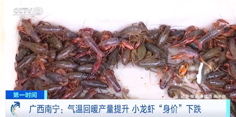 小龙虾身价暴跌 价格比3月份刚上市时便宜不少