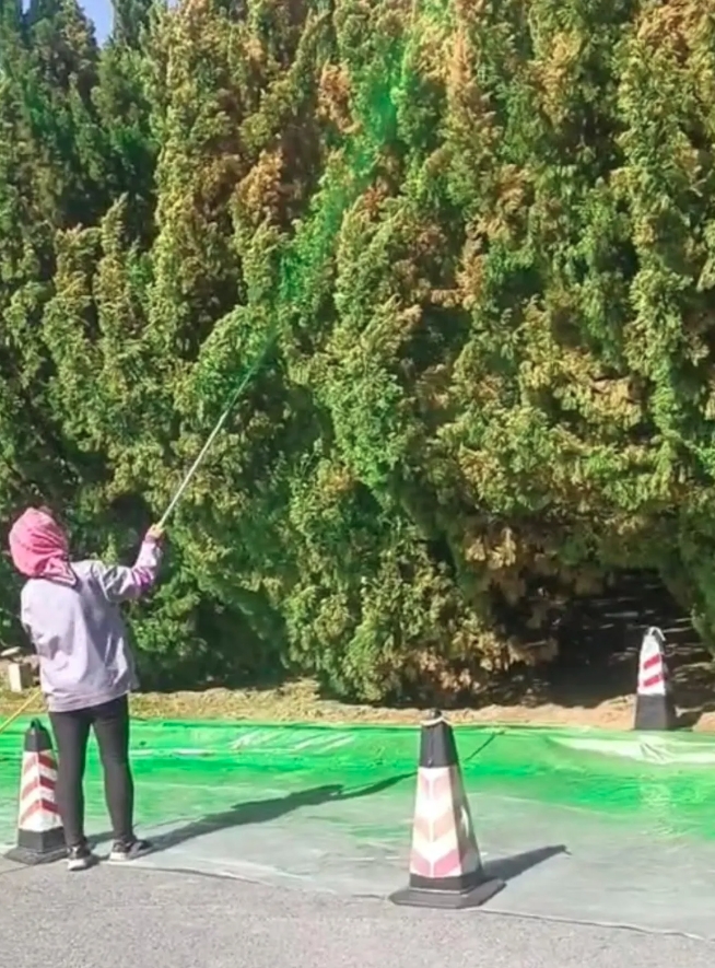 大连星海广场给树木喷“绿漆”？官方辟谣：喷的是“叶绿肥”