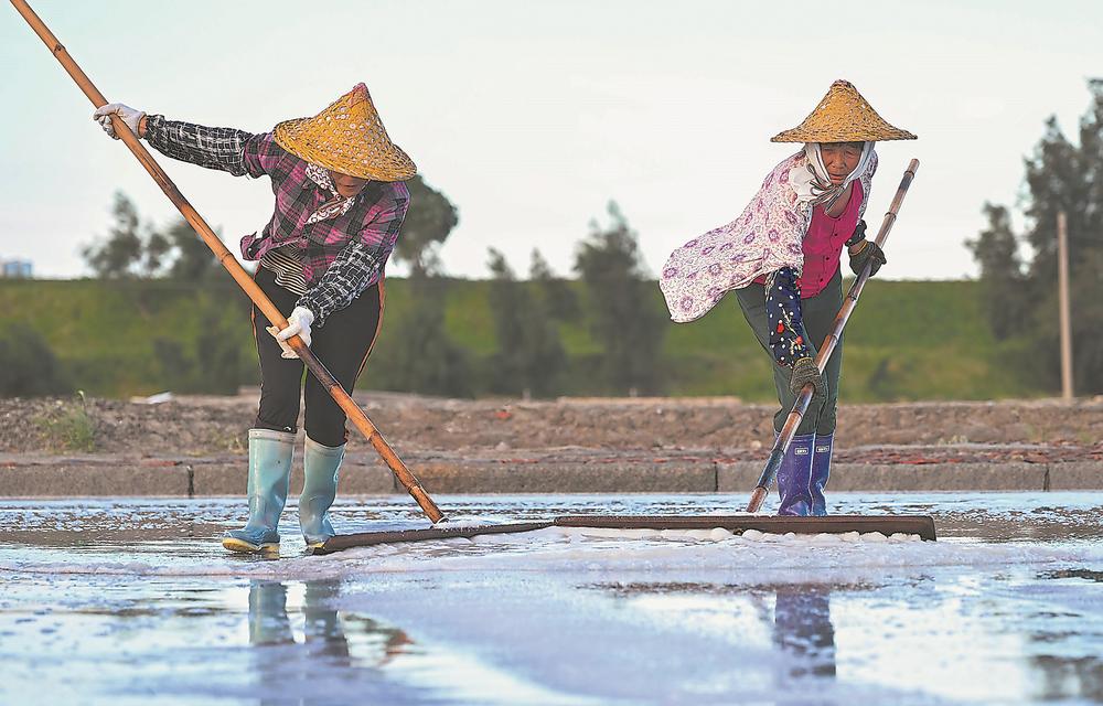 泉港区山腰盐场迎来夏盐收获