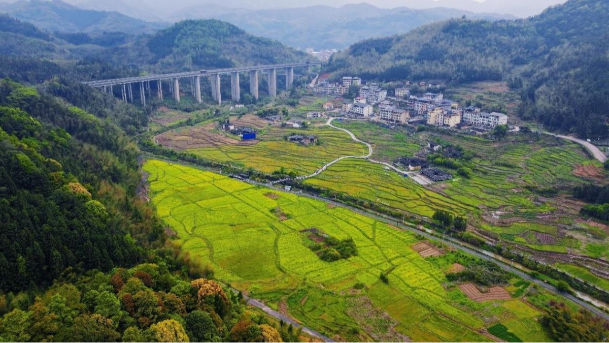 永春桂洋镇：油菜花开引客来 乡村旅游正当时