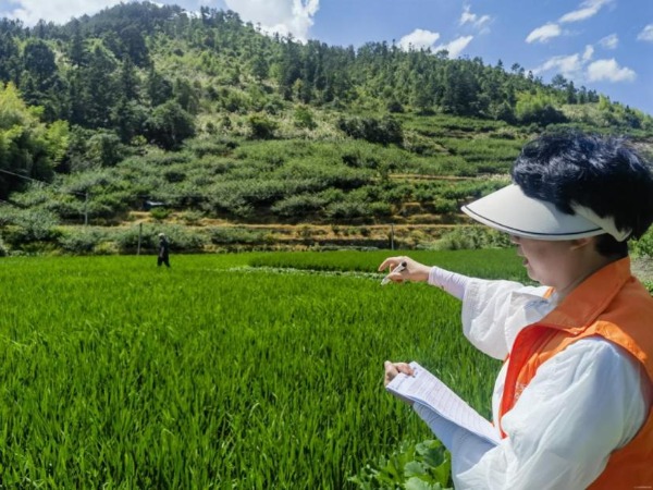 平安产险宁德中心支公司：橙衣卫士战酷暑 守护稻香保丰年