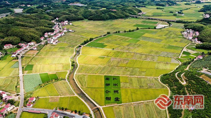 三明建宁：1.4万亩早稻制种收割忙