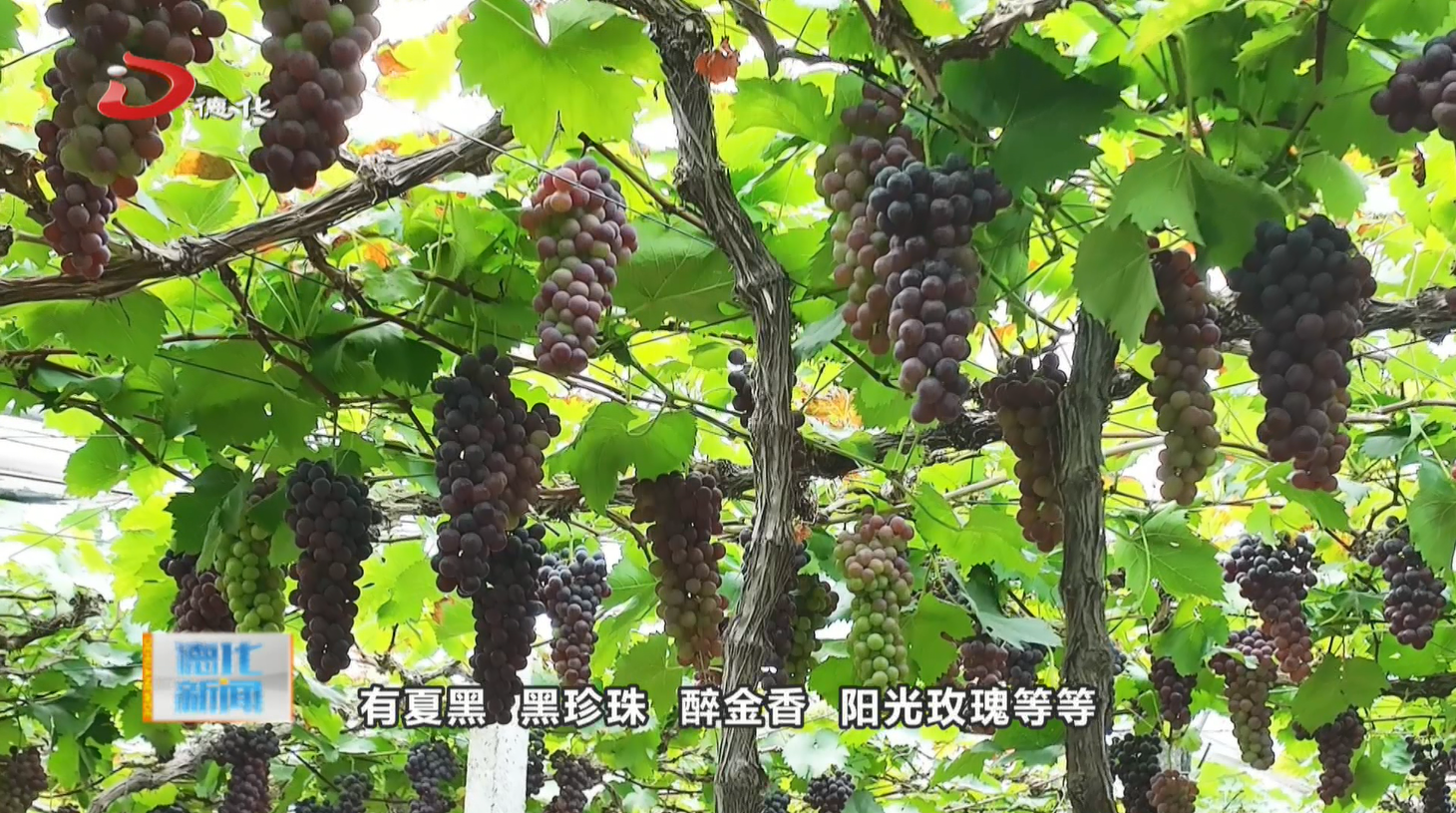 浔中镇蒲坂村：葡萄满园香 采摘正当时