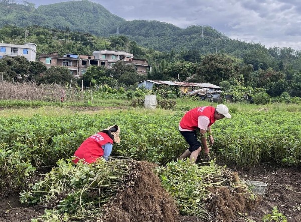 平安产险莆田中心支公司：助农抢收战天灾 志愿服务保丰收