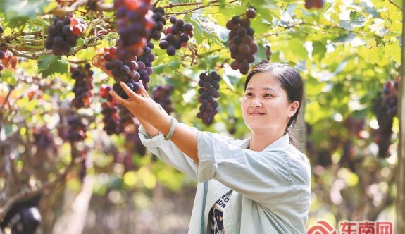 福安市賽江沿岸萬畝葡萄喜獲豐收