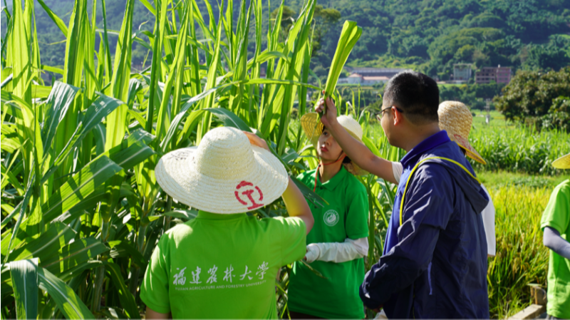 永春：科技赋能乡村振兴 小果蔗托起甜蜜经济