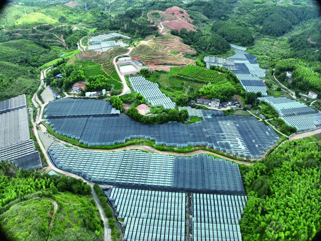 德化特色项目串联起富民强县“黄金链”