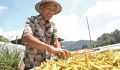 三明大田：黄花菜迎来丰收季