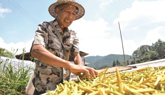 三明大田：黃花菜迎來豐收季