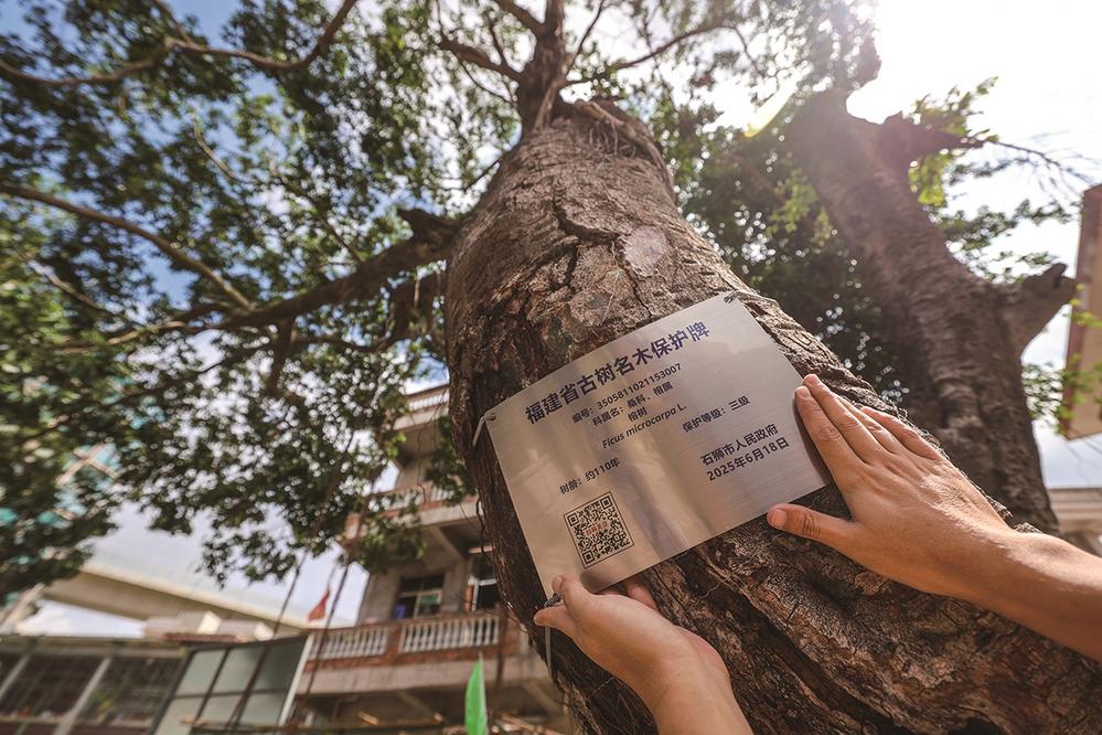 石狮45株古树名木有了“数字身份证”