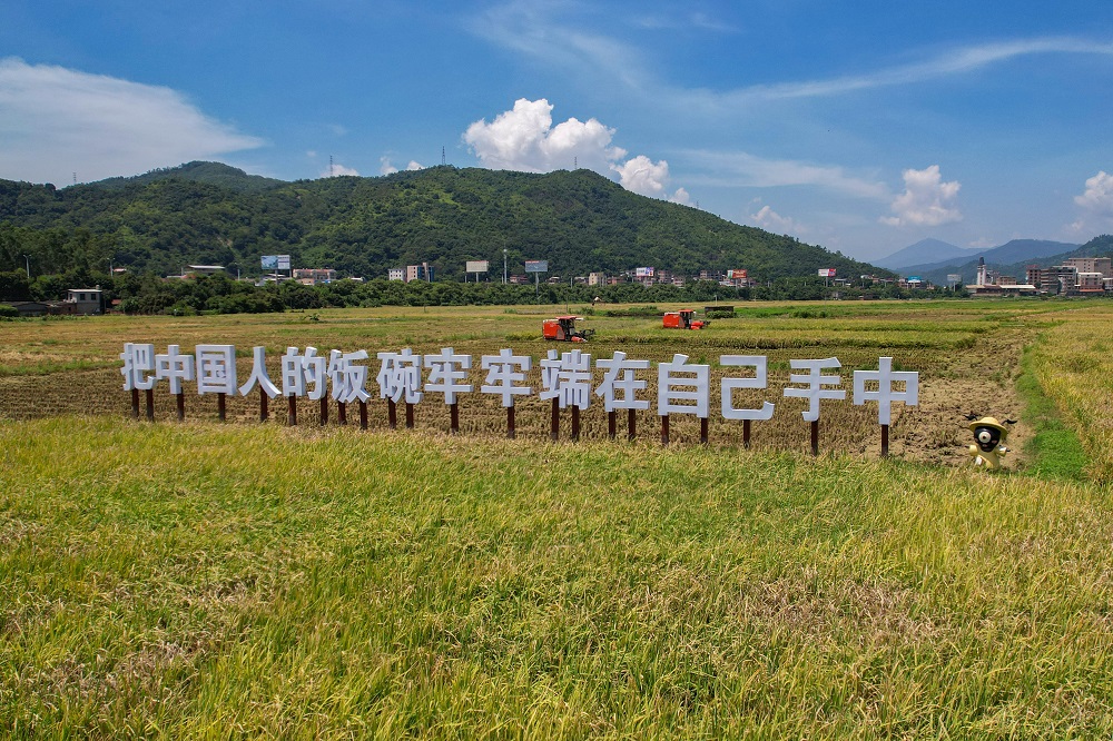 稻浪滚滚丰收景 南安溪美早稻收割忙