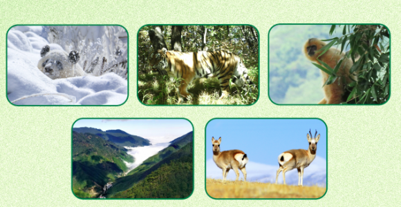 首批5個國家公園全部完成確權(quán)登記