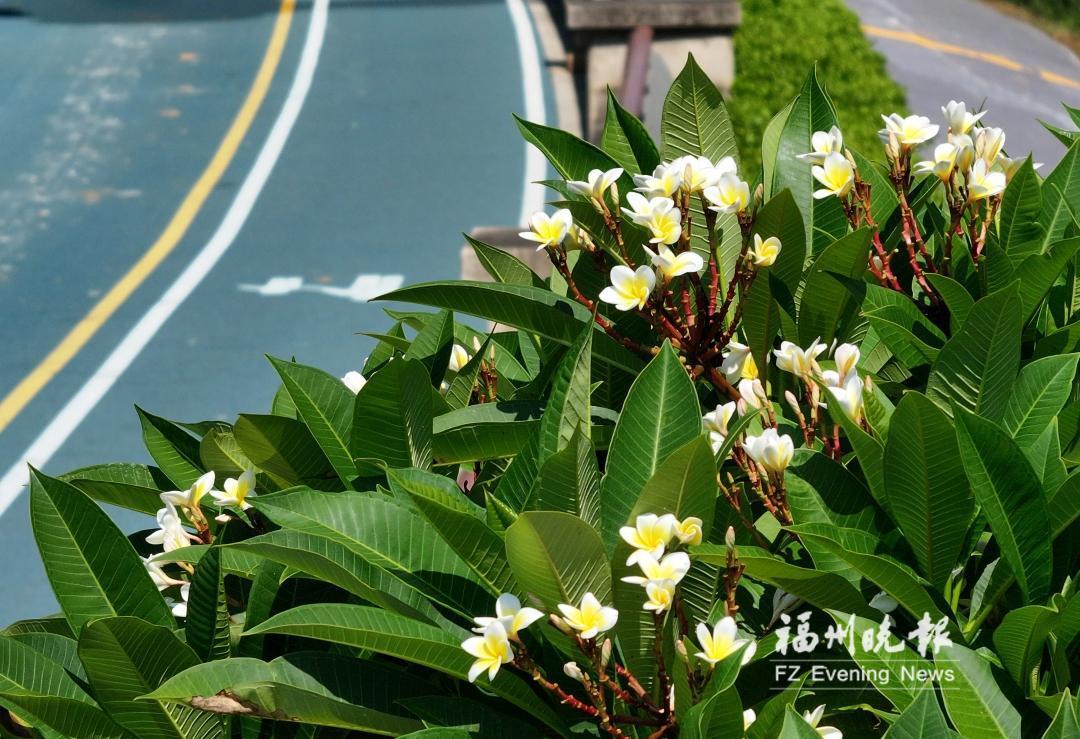 福州8月赏花线路发布 可赏睡莲、姜荷花、紫薇、复羽叶栾等