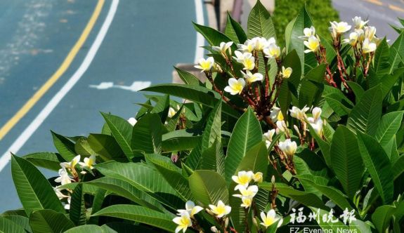 福州8月賞花線路發(fā)布 可賞睡蓮、姜荷花、紫薇、復(fù)羽葉欒等