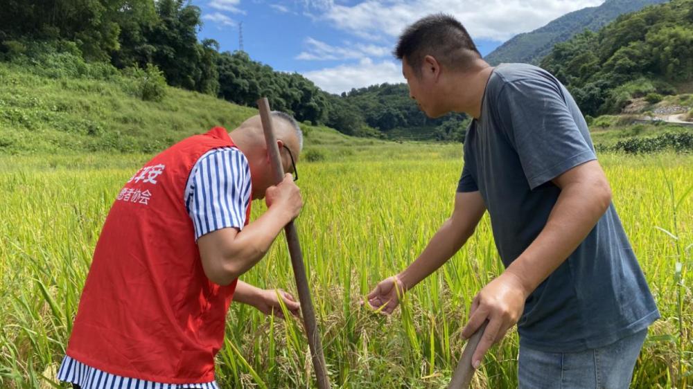 平安产险泉州中心支公司：志愿者闻“风”而动，科技筑牢农田“防风墙”