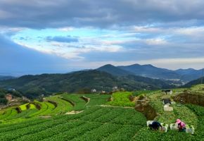 永春呈祥鄉(xiāng)：一棵菜“蔬”寫鄉(xiāng)村振興新畫卷