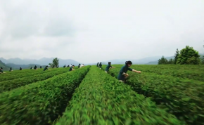大田美人茶喊山开茶