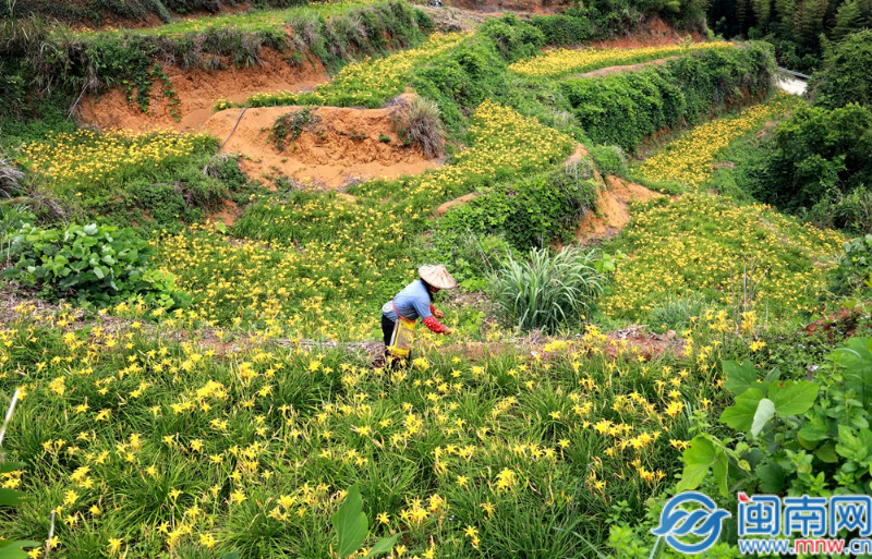 华安：70余亩黄花菜迎丰收