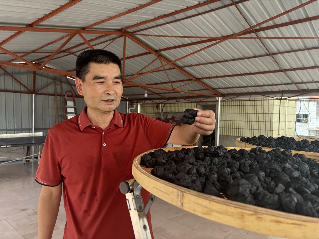 安溪这对夫妇，30载只做一味“黑黄金”！