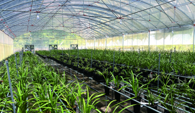 德化縣激活“蘭香經(jīng)濟(jì)” 綻放幸福之花