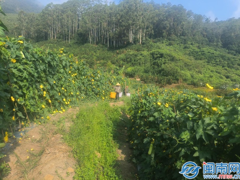 平和文峰：金瓜银瓜挂满藤 特色种植促增收