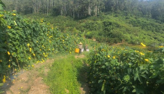 平和文峰：金瓜银瓜挂满藤 特色种植促增收
